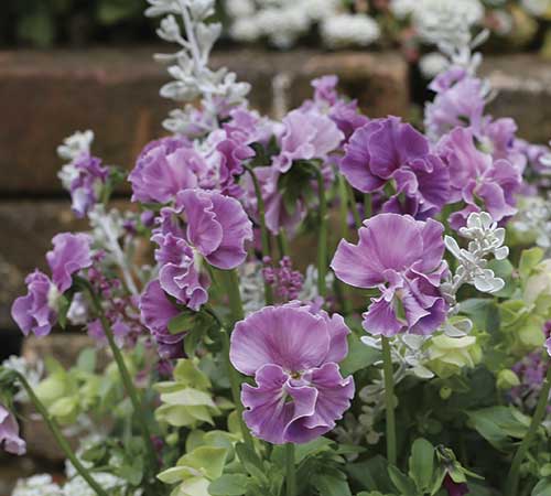 ムラカミシード 品種紹介 ぞうさんビオラ ローズピンク Viola Millionflora Series