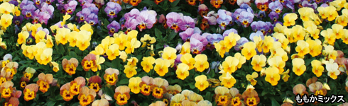 ムラカミシード 品種紹介 ビオラ ももか あいシリーズ Viola Millionflora Ai Series