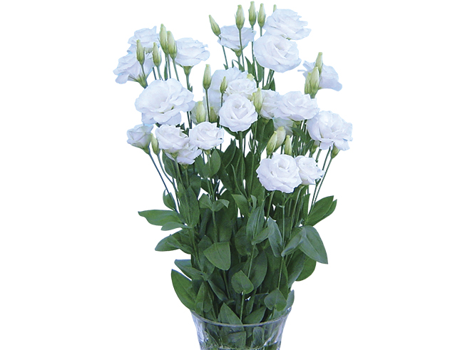 Revolution White