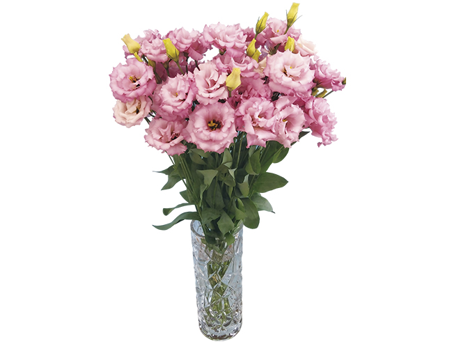 Luminex Baby Pink