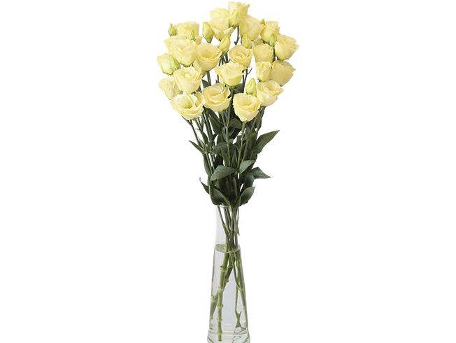 Crown Yellow