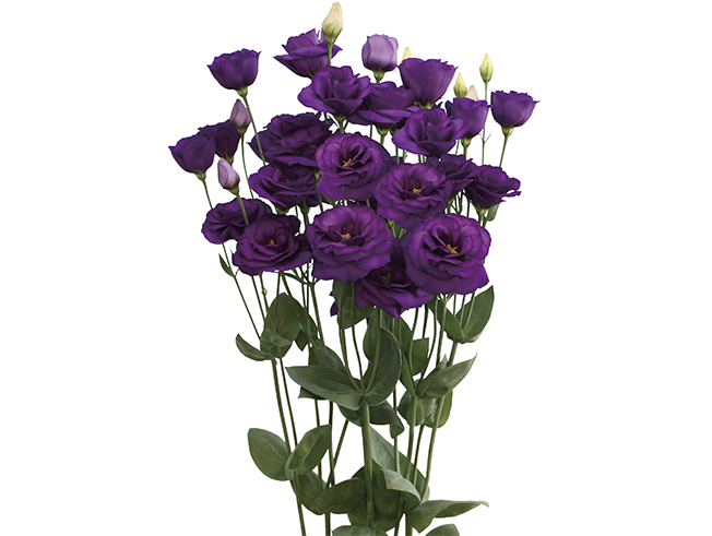 Crown Blue