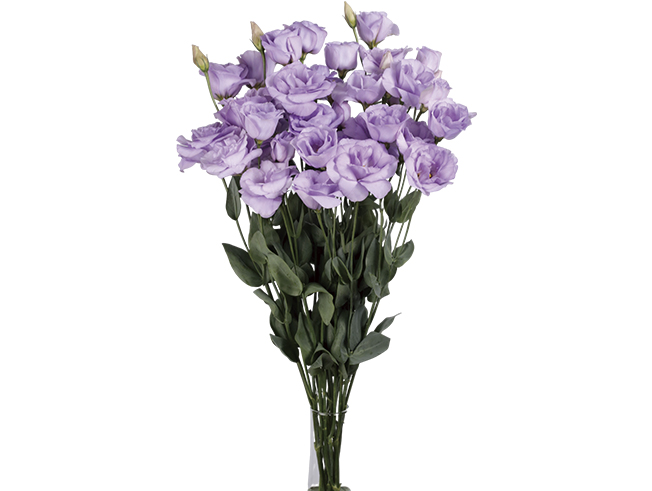 Pearl Lavender