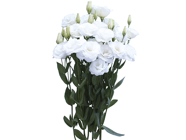 Sorrier White