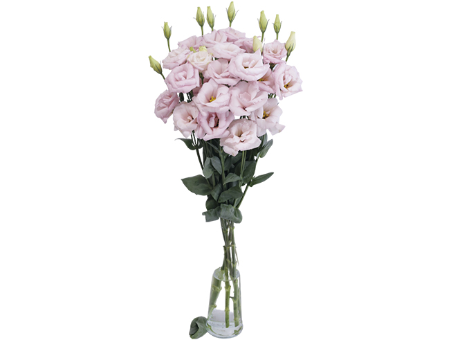 Ceremony Light Pink