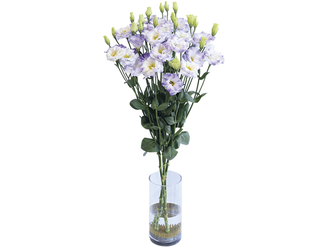 Ceremony Blue Flash
