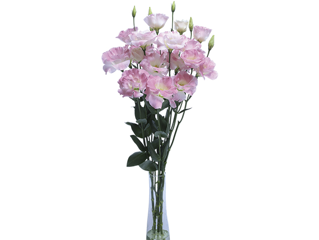 Ceremony Pink Flash