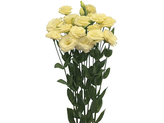Sorrier Yellow