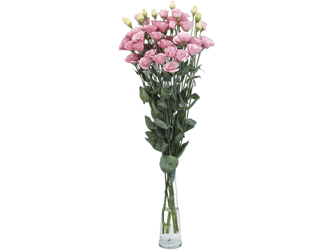Pink Helios