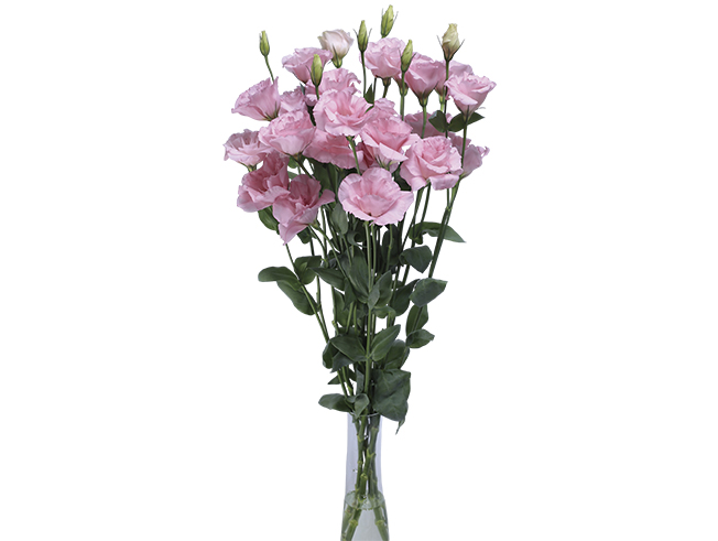 Sorrier Pink