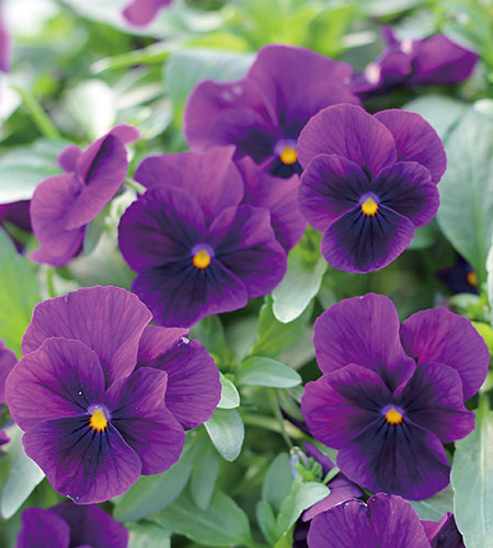 ムラカミシード 品種紹介 ビオラ ももかシリーズ むらさき Viola Millionflora Series