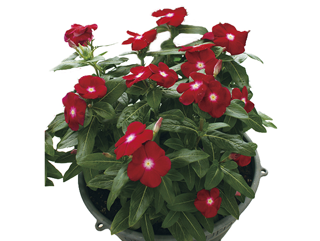 Jaio Dark Red